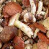 Как правильно готовить грибы