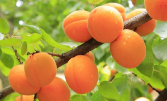 Абрикос – армянское яблоко